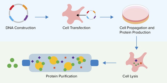 protein transfection